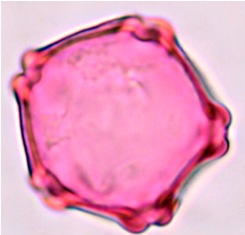 aspera